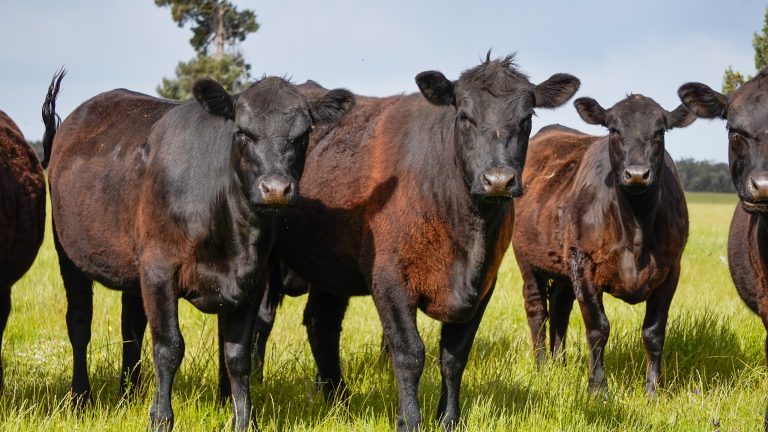 5 bedroom mixed farming property at "Katella" 7878 Newell Highway, Tomingley NSW 2869 - photo 12