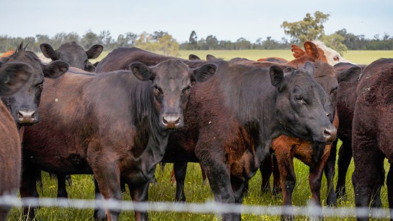5 bedroom mixed farming property at "Katella" 7878 Newell Highway, Tomingley NSW 2869 - photo 13