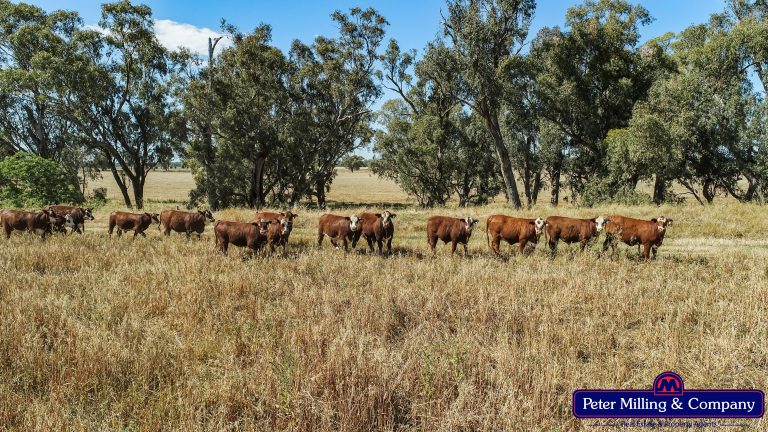 Rural property at 61L Rawsonville Road, Dubbo NSW 2830 - photo 5