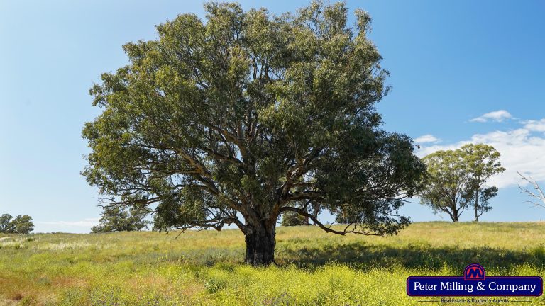 Rural property at 61L Rawsonville Road, Dubbo NSW 2830 - photo 11
