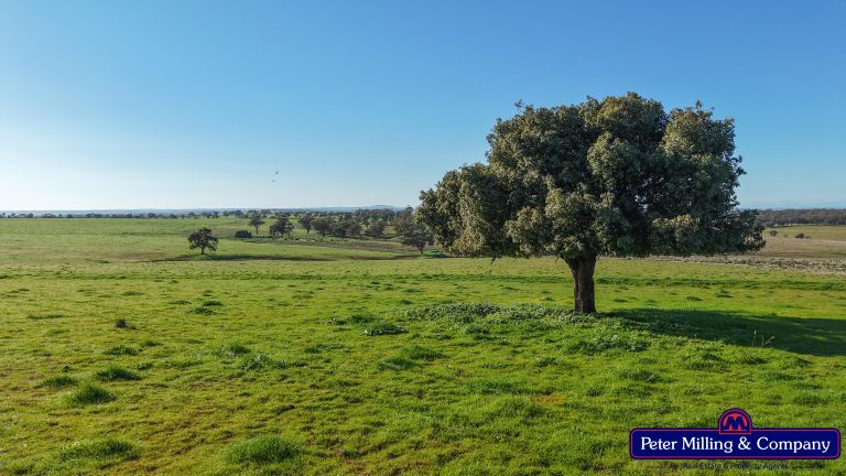 3 bedroom mixed farming property at 32R Albion Hills Road, Wongarbon NSW 2831