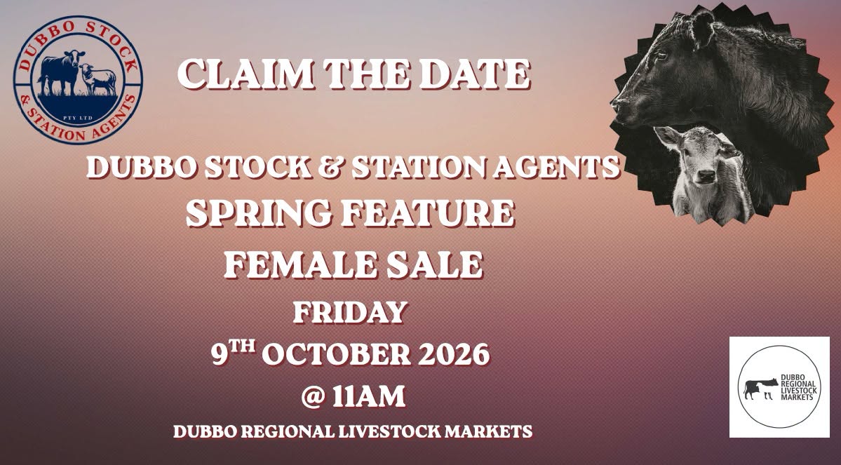 Dubbo Stock & Station Agents Spring Feature Female Sale - Peter Milling & Company