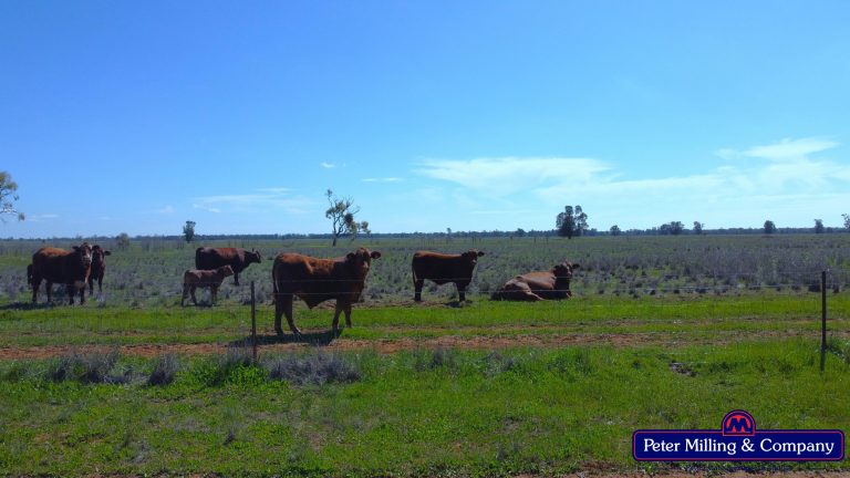 4 bedroom mixed farming property at 'Kartika' 431 Logans Road, Tottenham NSW 2873