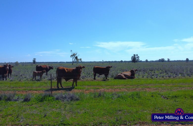 4 bedroom mixed farming property at 'Kartika' 431 Logans Road, Tottenham NSW 2873