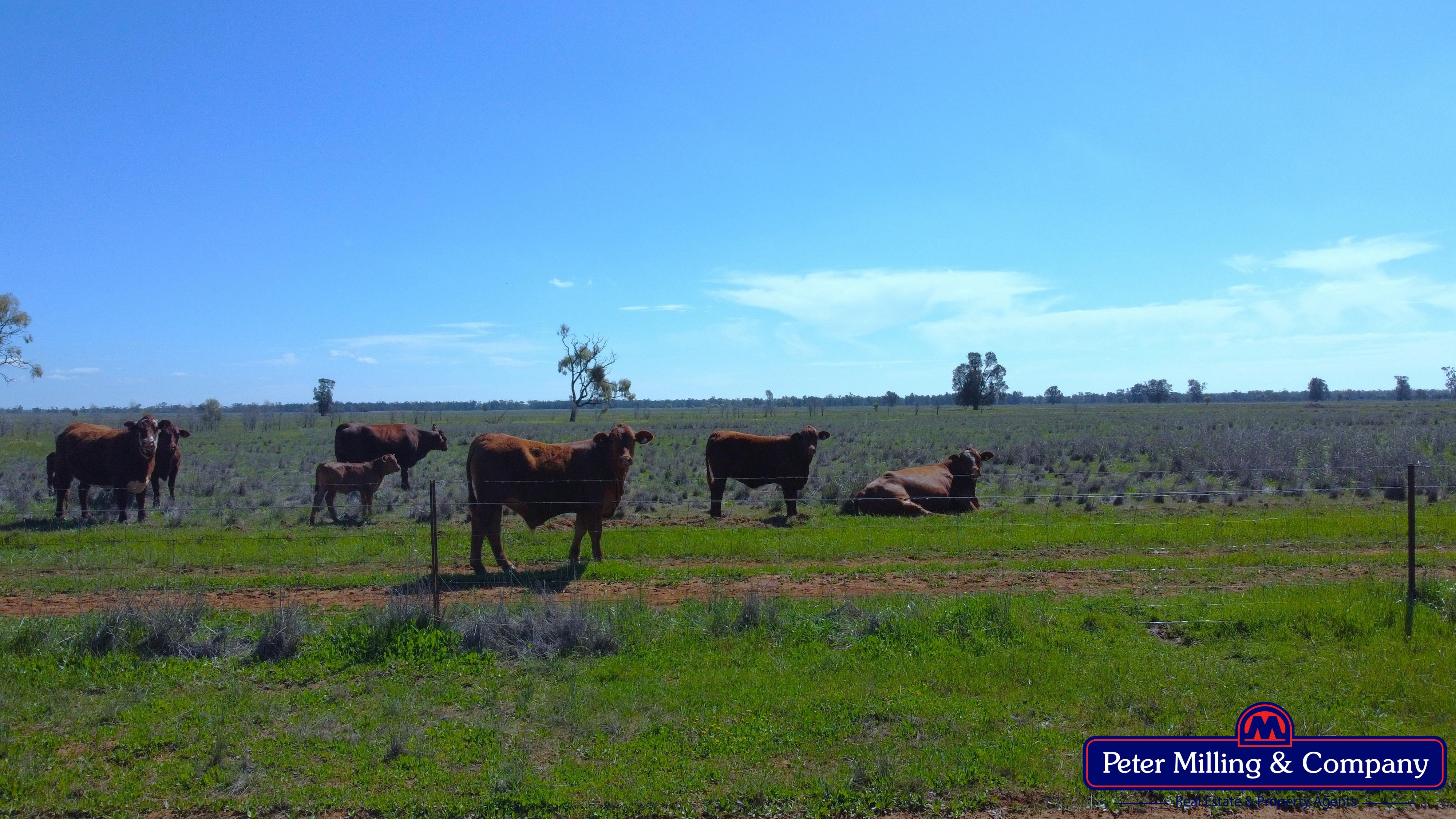 4 bedroom mixed farming property at 'Kartika' 431 Logans Road, Tottenham NSW 2873