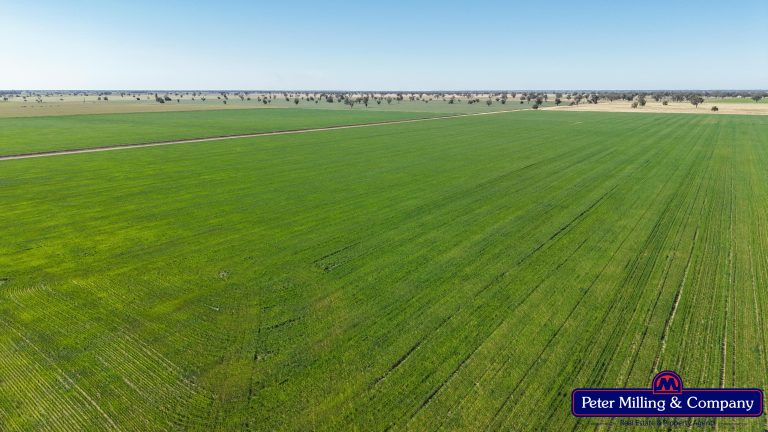 Cropping property at 8574 Mitchell Highway, Trangie NSW 2823