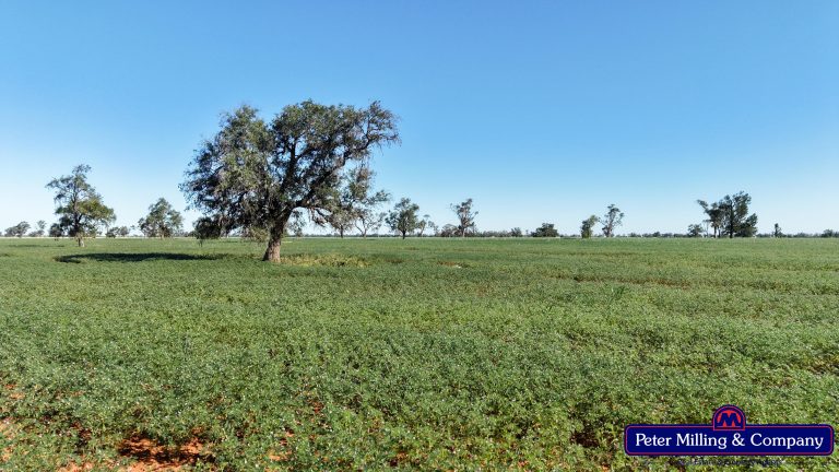 Cropping property at 8574 Mitchell Highway, Trangie NSW 2823